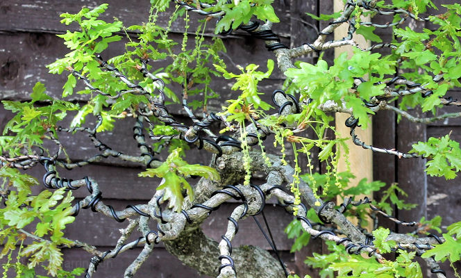 oak flowers